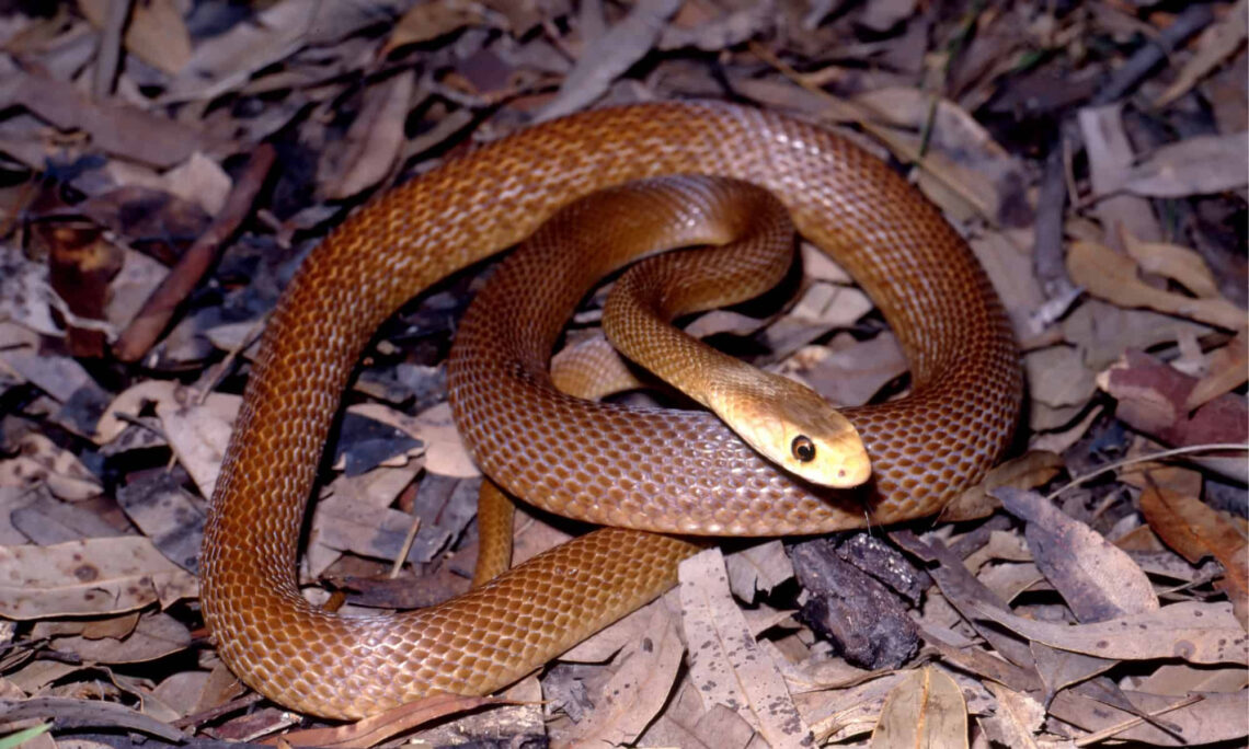 Coastal Taipan melingkar di atas dedaunan kering.