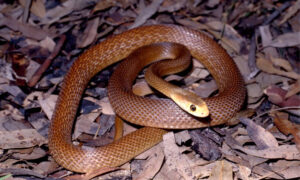 Coastal Taipan melingkar di atas dedaunan kering.