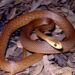 Coastal Taipan melingkar di atas dedaunan kering.