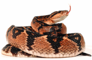 Ular Bushmaster (Lachesis muta) sedang melingkar dengan lidah terjulur.