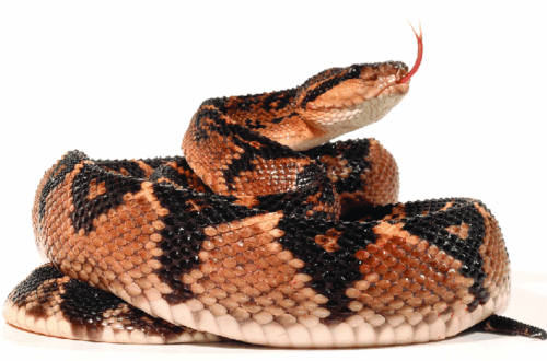 Ular Bushmaster (Lachesis muta) sedang melingkar dengan lidah terjulur.