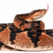 Ular Bushmaster (Lachesis muta) sedang melingkar dengan lidah terjulur.