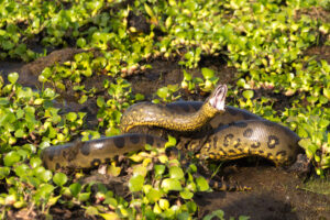 Green Anaconda membuka mulut di rawa Amazon.