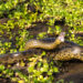 Green Anaconda membuka mulut di rawa Amazon.