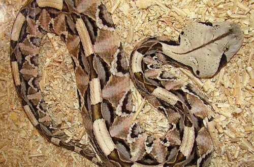 Gaboon Viper melingkar di atas serpihan kayu dengan pola tubuh khas.