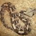 Gaboon Viper melingkar di atas serpihan kayu dengan pola tubuh khas.