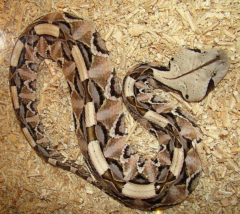 Gaboon Viper melingkar di atas serpihan kayu dengan pola tubuh khas.
