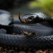 Kepala black mamba dengan sisik abu-abu dan mata hitam tajam.