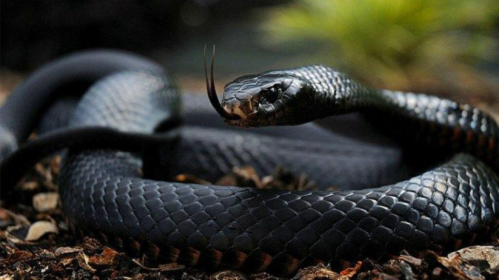 Kepala black mamba dengan sisik abu-abu dan mata hitam tajam.