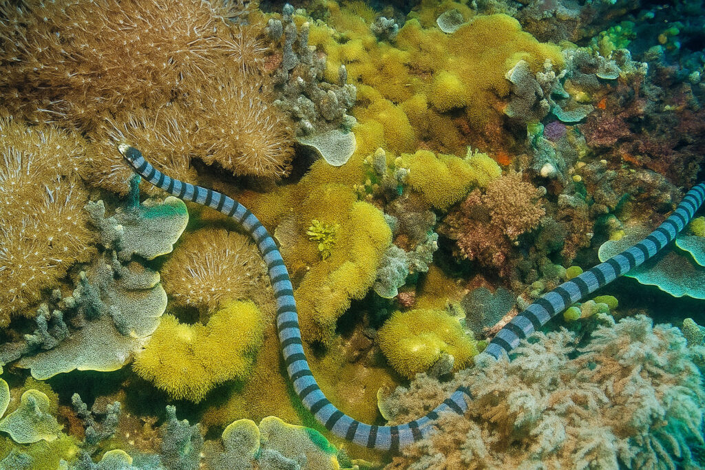 Belcher’s Sea Snake di antara terumbu karang tropis