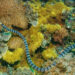 Belcher’s Sea Snake di antara terumbu karang tropis