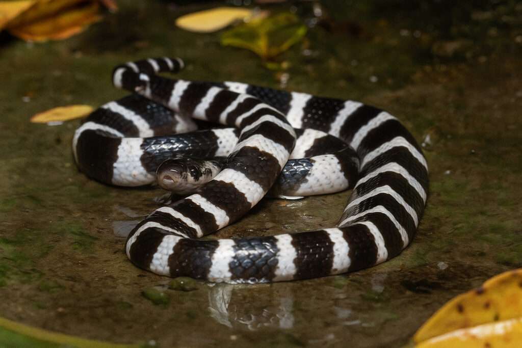 Ular Many-banded Krait melingkar di tanah.