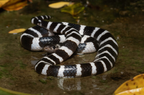Ular Many-banded Krait melingkar di tanah.