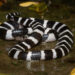 Ular Many-banded Krait melingkar di tanah.