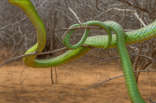 Boomslang hijau melilit dahan di semak Afrika