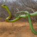 Boomslang hijau melilit dahan di semak Afrika