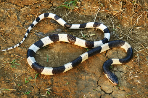 Ular Blue Krait belang hitam-putih di tanah kering.