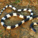 Ular Blue Krait belang hitam-putih di tanah kering.