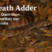 Ular Death Adder berkamuflase di antara daun kering.