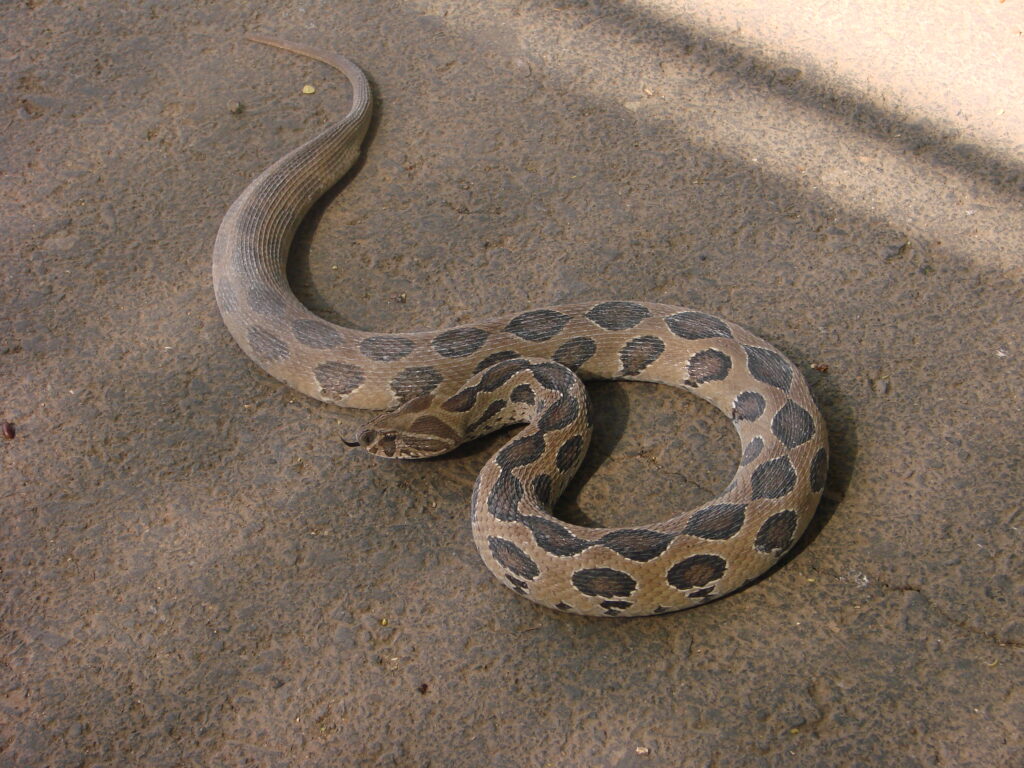Ular Russell’s Viper dengan pola oval hitam di atas tanah.