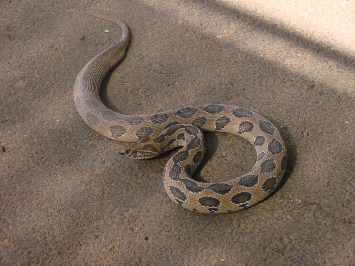 Ular Russell’s Viper dengan pola oval hitam di atas tanah.