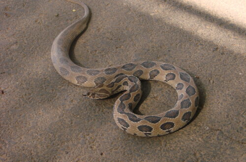Ular Russell’s Viper dengan pola oval hitam di atas tanah.