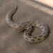 Ular Russell’s Viper dengan pola oval hitam di atas tanah.
