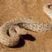 Puff Adder berwarna cokelat sedang melata di atas pasir gurun.