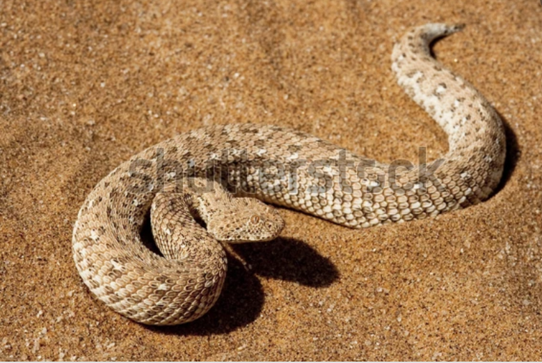 Puff Adder berwarna cokelat sedang melata di atas pasir gurun.