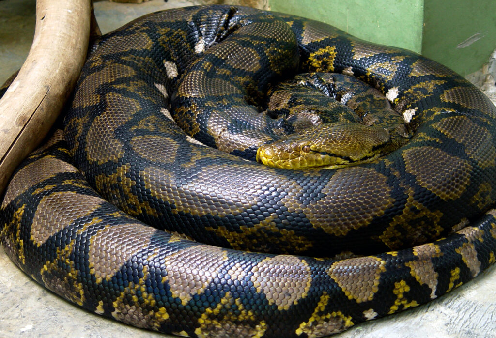 reticulated python melingkar dengan pola jala kuning hitam