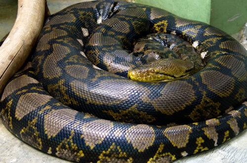 reticulated python melingkar dengan pola jala kuning hitam