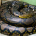 reticulated python melingkar dengan pola jala kuning hitam