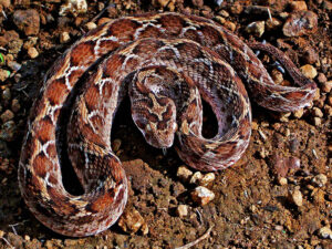 Saw-scaled_Viper_(Echis_carinatus)_Photographed_By_Shantanu_Kuveskar