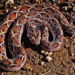 Saw-scaled_Viper_(Echis_carinatus)_Photographed_By_Shantanu_Kuveskar