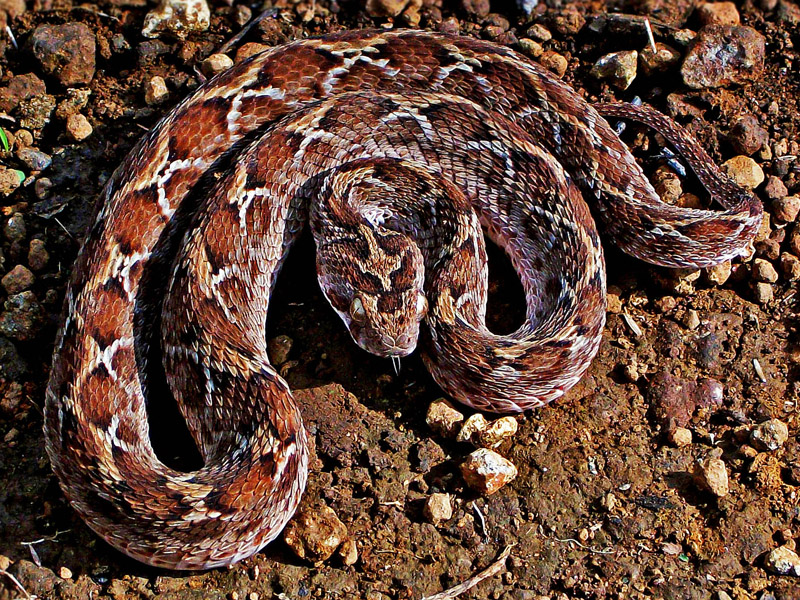 Saw-scaled_Viper_(Echis_carinatus)_Photographed_By_Shantanu_Kuveskar