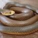 Ular Coastal Taipan menggulungkan tubuhnya di permukaan datar berwarna cokelat