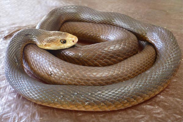 Ular Coastal Taipan menggulungkan tubuhnya di permukaan datar berwarna cokelat