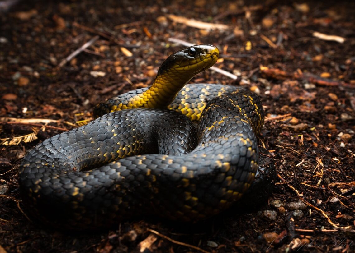 Tiger Snake bergaris hitam-kuning di tanah hutan Australia.