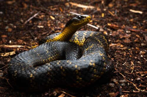 Tiger Snake bergaris hitam-kuning di tanah hutan Australia.