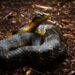 Tiger Snake bergaris hitam-kuning di tanah hutan Australia.