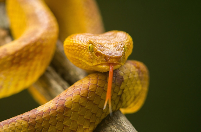 Golden Lancehead berwarna emas dengan lidah merah menjulur.