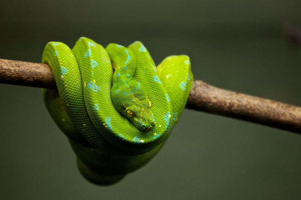 green tree python melingkar pada cabang – mengenal ular