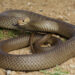 Eastern Brown Snake dalam posisi siaga