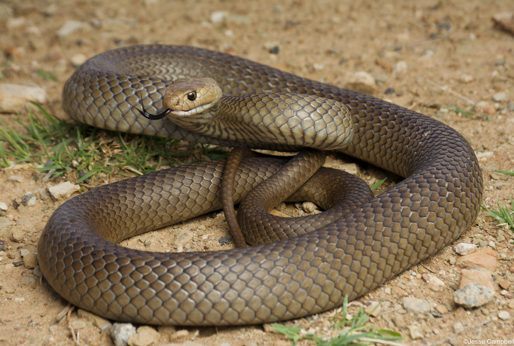 Eastern Brown Snake dalam posisi siaga