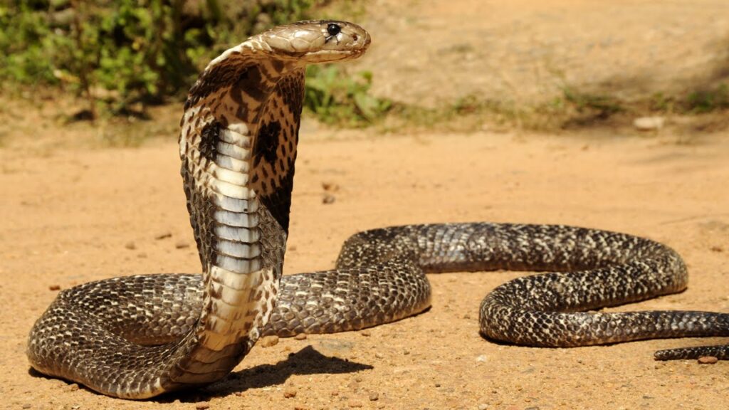 Philippine Cobra menegakkan tudung di tanah kering.
