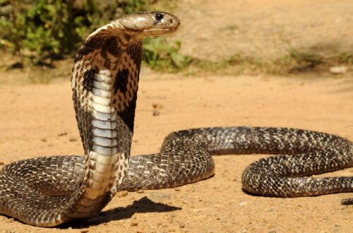 Philippine Cobra menegakkan tudung di tanah kering.