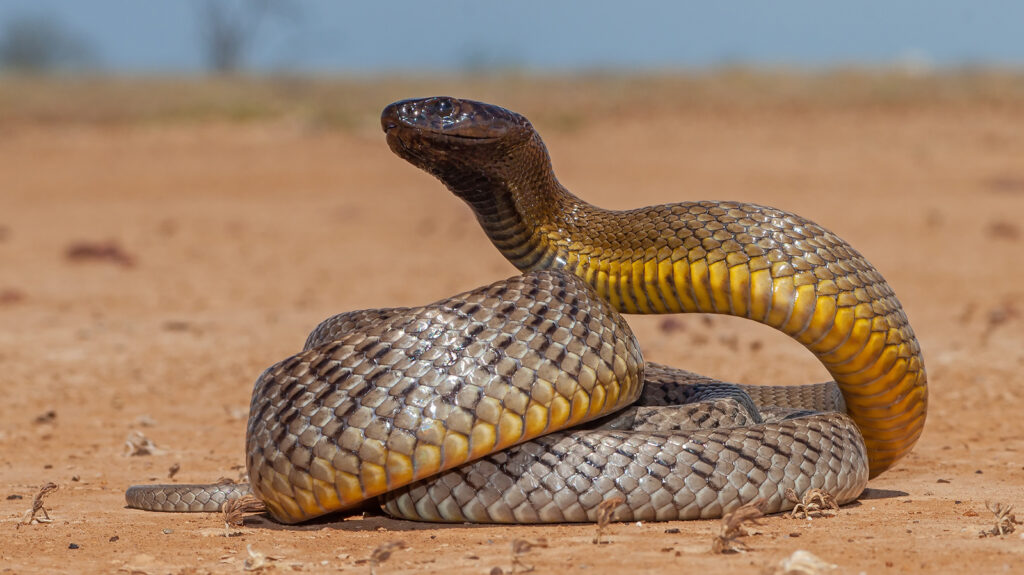 Inland Taipan di gurun Australia