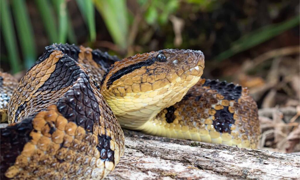 Ular Fer-de-Lance berkamuflase di atas kayu hutan tropis.