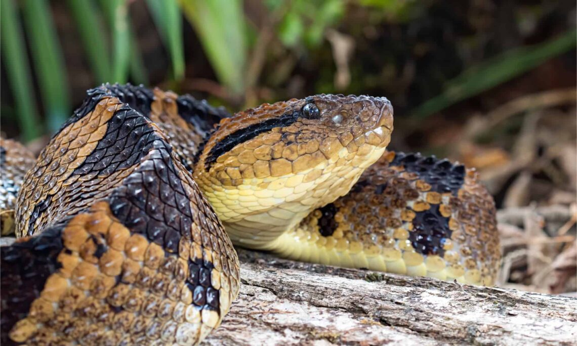 Ular Fer-de-Lance berkamuflase di atas kayu hutan tropis.