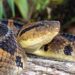 Ular Fer-de-Lance berkamuflase di atas kayu hutan tropis.
